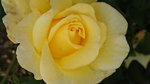 STOCKHOLM (floribunda)